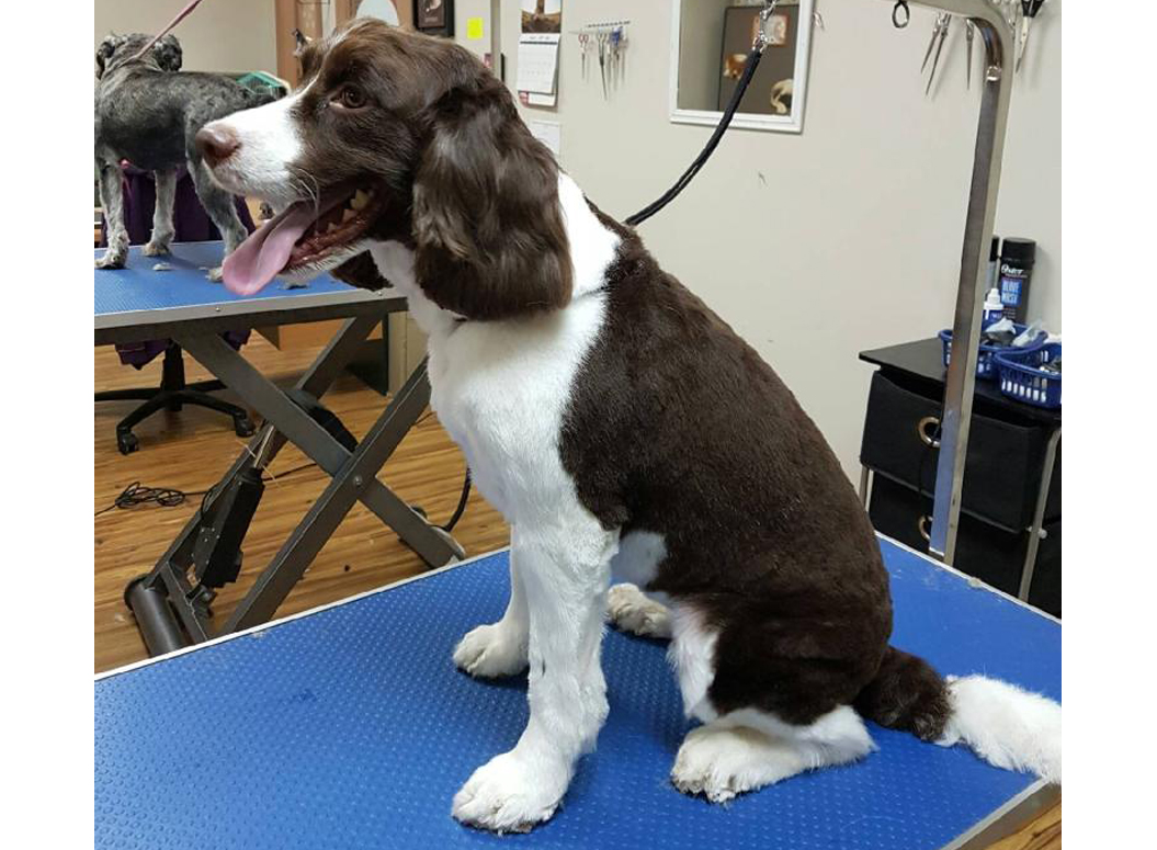 Wizard of Paws Dog Grooming Academy
